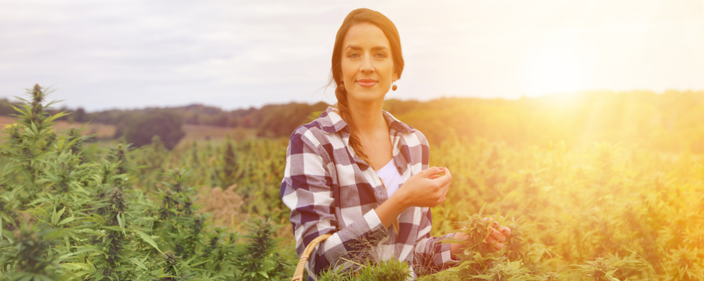Le CBD présente t'il un danger pour la santé ?